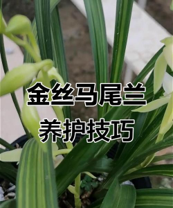 如何养金丝马尾