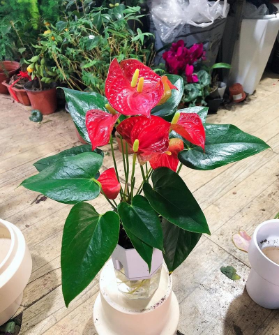 家庭养花用生根粉