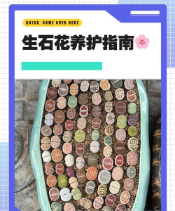 宝石花需要什么作用