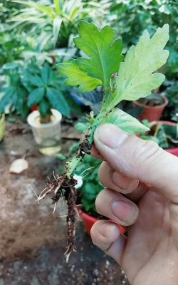 家庭养花用生根粉