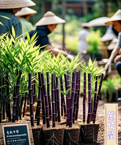 紫苏竹子如何养