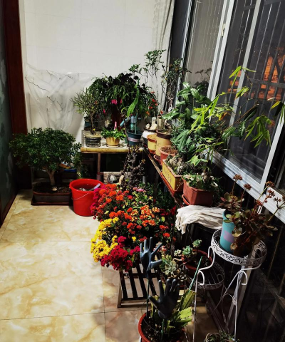 家庭养花用生根粉