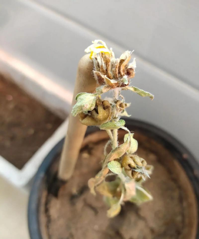 家庭养花用生根粉