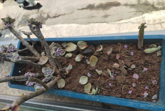 家庭养花用生根粉