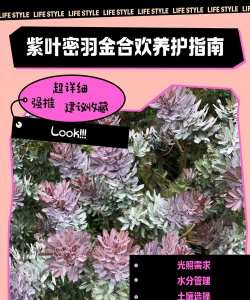 如何养护金合欢