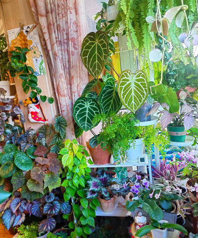 家庭养花用生根粉