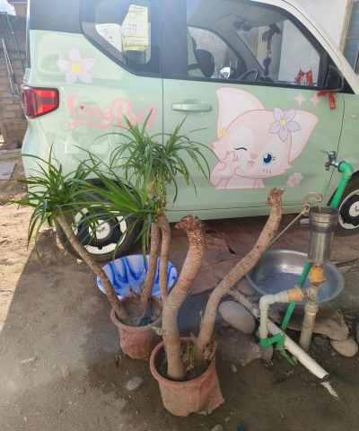 家庭养花用生根粉