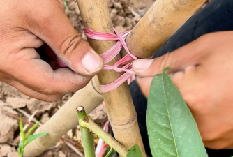 家庭养花用生根粉