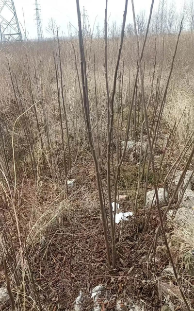 栾树苗如何除掉