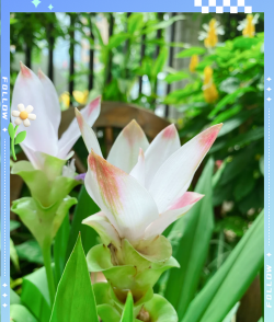 姜荷花叶子为什么发黄