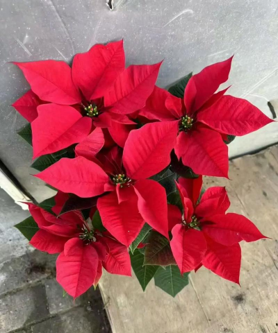 一品红的形态习性有那些?