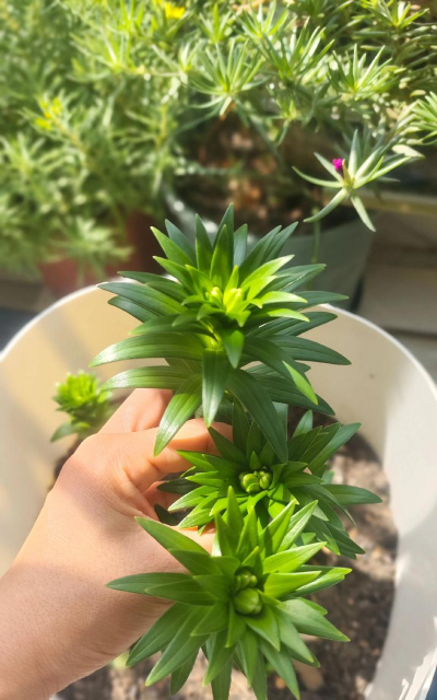 家庭养花用生根粉