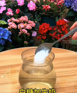 家庭养花用生根粉