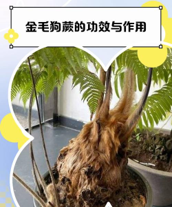 金毛狗撅上什么肥