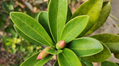 杜鹃花的叶子叫什么 杜鹃花的叶子叫什么