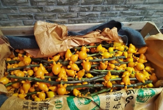 黄金果盆栽为什么会变黑