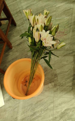 家庭养花用生根粉