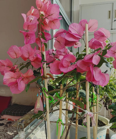 家庭养花用生根粉