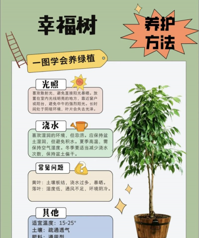 我怎么养护幸福树