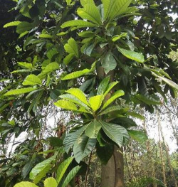 大叶杜英是什么科