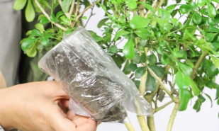 家庭养花用生根粉