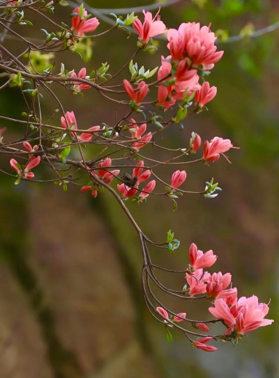 野山杜鹃如何存活