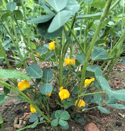 什么花是在地上生长的