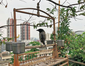 家庭养花用生根粉