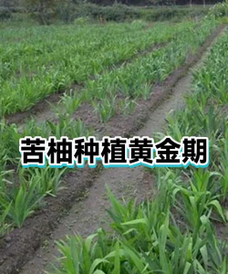 苦柚什么时候会发芽