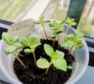 家庭养花用生根粉