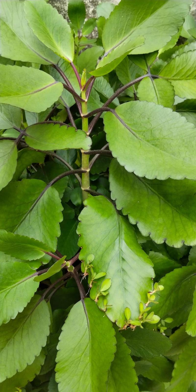 谁知东北茜萁叫什么植物