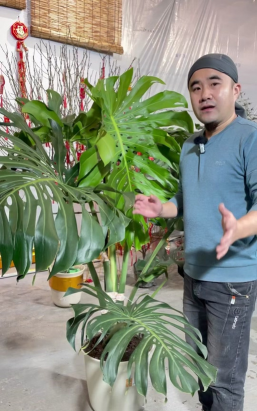 家庭养花用生根粉