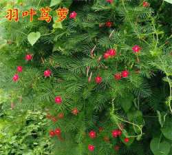 羽叶茑萝如何催苗