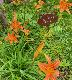 萱草开什么样的花