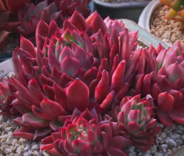 多肉植物红色叫什么名