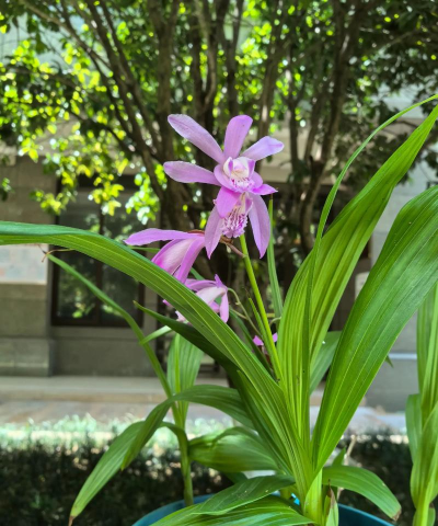 白芨的花有什么用处