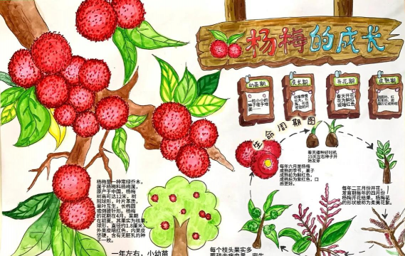 杨梅怎么样殖植