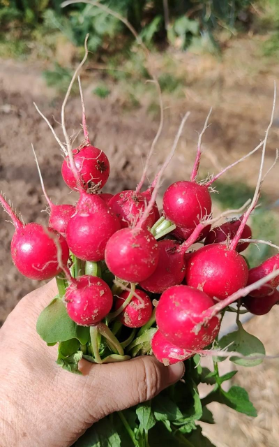 1月份种什么萝卜