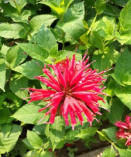 薄荷红色的茎是什么薄荷