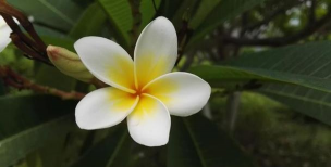 黄心白边的叫什么花