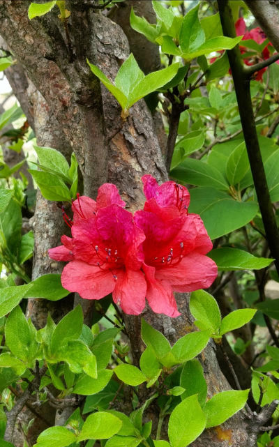 西洋杜鹃花期什么时候