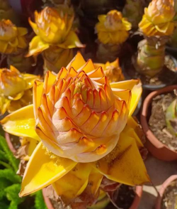 地涌金莲什么时候开花