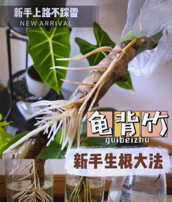 家庭养花用生根粉