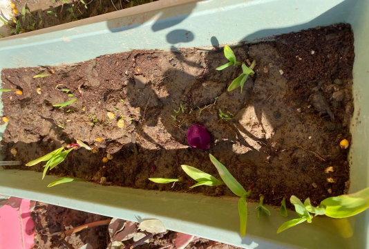 家庭养花用生根粉