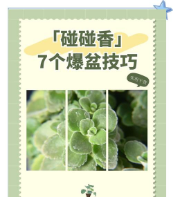 碰碰香如何使用