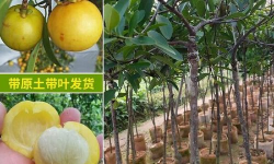 岭南山竹什么时候结果