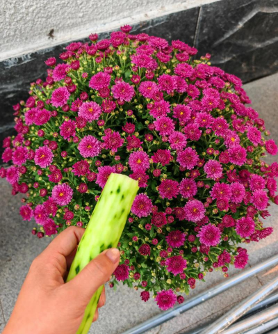 家庭养花用生根粉