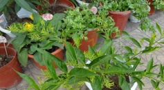 家庭养花用生根粉