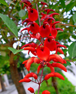 鸡冠刺桐如何修剪