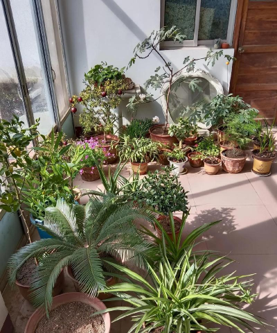 家庭养花用生根粉